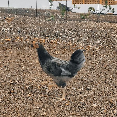 Fuerteventura Casa Tikuna ลาโอลีวา ภายนอก รูปภาพ